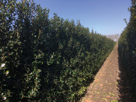 Ilex Meserveae Heckenpracht - Laur Heckenpracht [2]