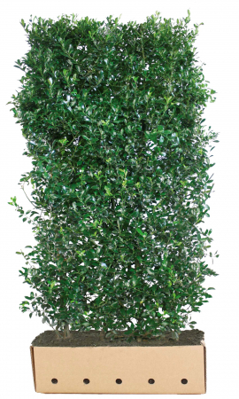 Plante pentru gard viu - Ilex Meserveae Heckenpracht - Laur Heckenpracht