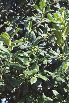 Arbori si arbusti naturali - Ilex Mutchagara Nellie R. Stevens