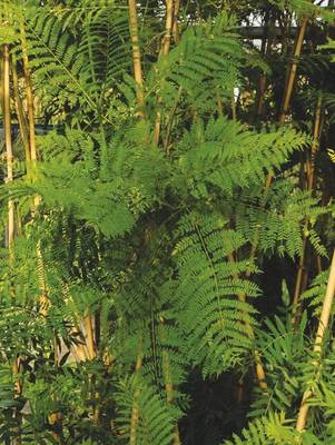 Arbori si arbusti naturali - Jacaranda Mimosifolia