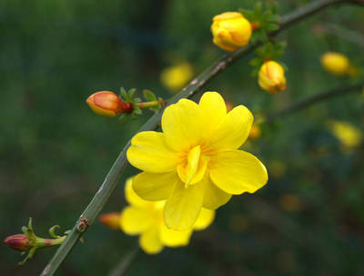 Arbori si arbusti naturali - Jasminum Mesnyi (Primulinum)