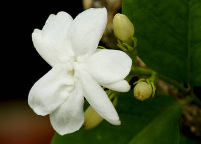 Arbori si arbusti naturali - Jasminum Sambac