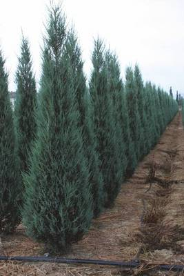 Plante Naturale - Juniperus Communis Hibernica