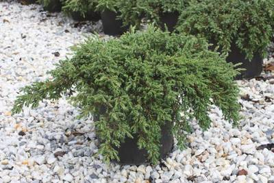 Plante Naturale - Juniperus Communis Repanda