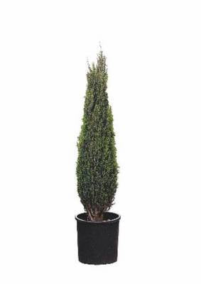 Plante Naturale - Juniperus Communis Sentinel