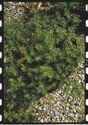 Plante Naturale - Juniperus Conf. Blue Pacific