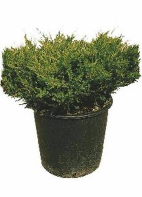 Plante Naturale - Juniperus Horiz. Andorra Compacta