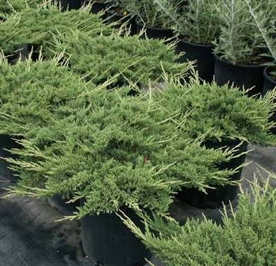 Plante Naturale - Juniperus Horiz. Prince Of Wales