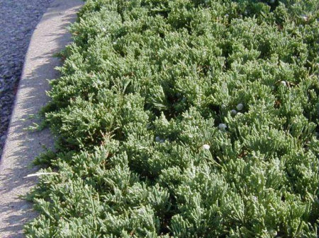 Plante Naturale - Juniperus Horiz. Wiltonii (H.Glauca)