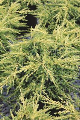 Plante Naturale - Juniperus Media Gold Coast