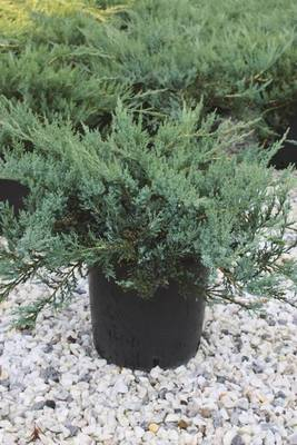 Plante Naturale - Juniperus Sab. Tamaricifolia