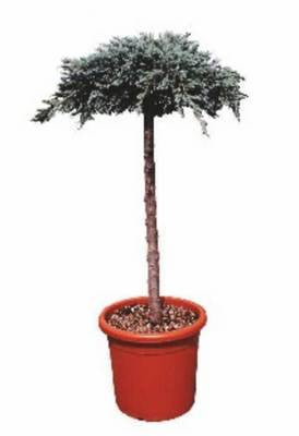 Arbori si arbusti naturali - Juniperus Squamata Blue Carpet