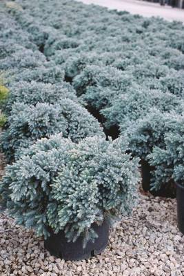 Plante Naturale - Juniperus Squamata Blue Star