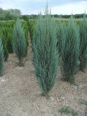 Plante Naturale - Juniperus Virginiana Blue Arrow