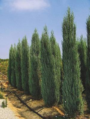 Plante Naturale - Juniperus Virginiana Skyrocket