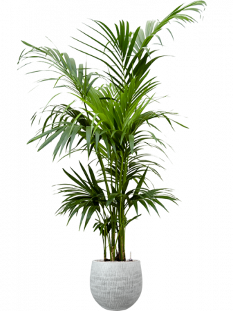 Kentia (Howea) forsteriana 160 cm [1]