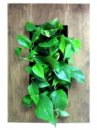 Kit pentru tablouri vii [2]