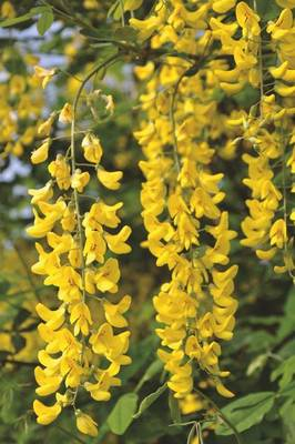 Arbori si arbusti naturali - Laburnum Anagyroides