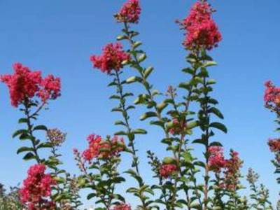 Arbori si arbusti naturali - Lagerstroemia Indica Coccinea (Rosso)