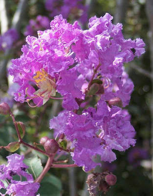 Arbori si arbusti naturali - Lagerstroemia Indica Superviolacea
