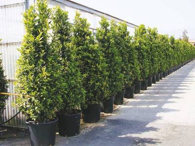 Arbori si arbusti naturali - Laurus Nobilis