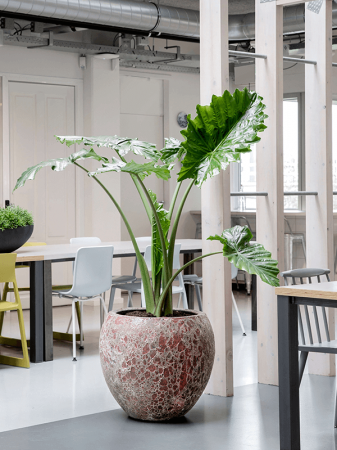 Ghiveci LAVA Baloon Relic pink 54 x 50 [1]