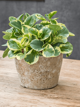 Ghiveci LAVA Couple Relic beige (smălțuit pe interior) 19 x 13 [1]