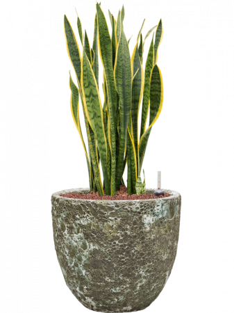 Ghiveci LAVA Couple Relic rust metal 36 x 34 [1]