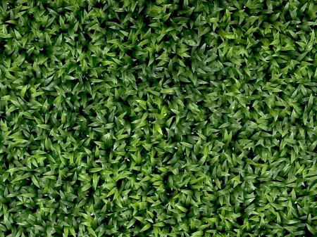 Leliegras Liriope [2]