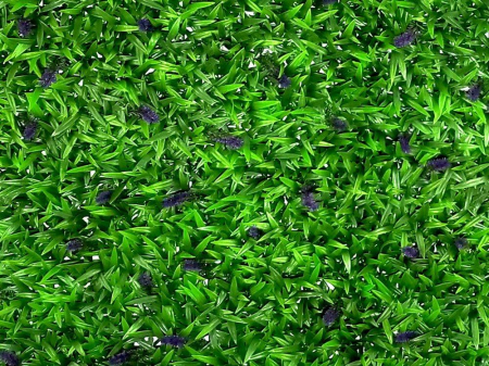 Leliegras Liriope cu flori [2]