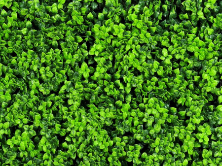 Leucodendron verde [2]