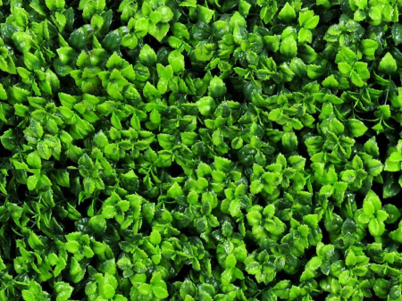 Leucodendron verde [1]