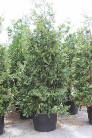 Plante Naturale - Libocedrus/Calocedrus Decurrens