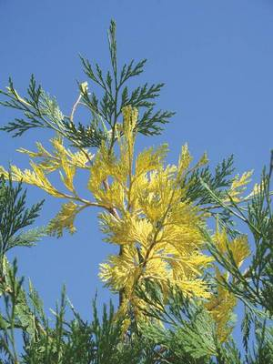 Plante Naturale - Libocedrus/Calocedrus Decurrens Aureovariegata