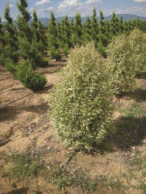 Plante Naturale - Ligustrum Japonica Excelsa Superbum