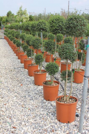 Plante Naturale - Ligustrum Japonicum