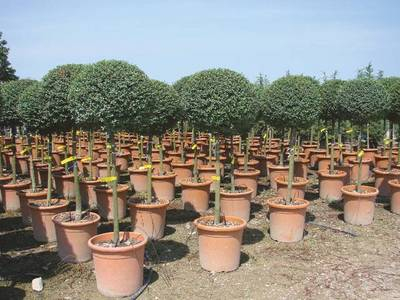 Arbori si arbusti naturali - Ligustrum Jonandrum