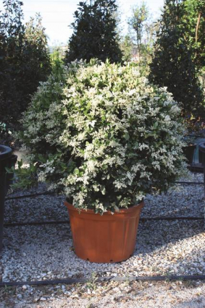 Arbori si arbusti naturali - Ligustrum Texanum