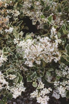 Arbori si arbusti naturali - Ligustrum Texanum Silver Star