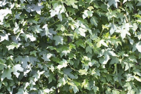 Liquidambar Styraciflua - Arbore De Gumă [3]