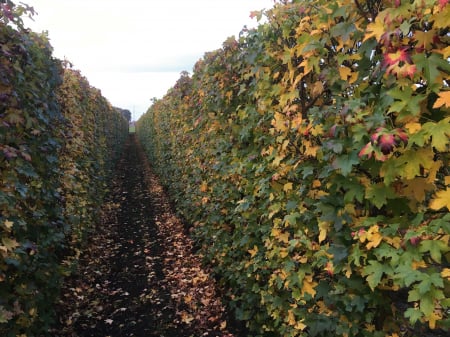 Liquidambar Styraciflua - Arbore De Gumă [2]