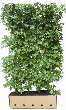 Plante pentru gard viu - Liquidambar Styraciflua - Arbore De Gumă