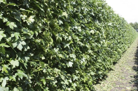 Liquidambar Styraciflua - Arbore De Gumă [1]