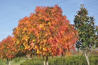 Arbori si arbusti naturali - Liquidambar Styraciflua Gum Ball