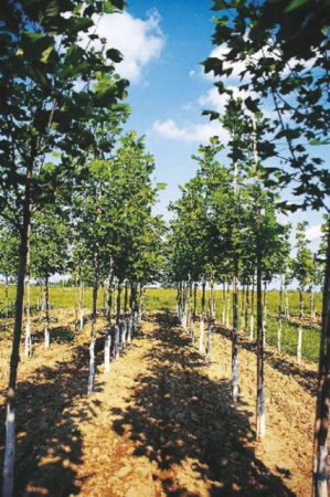 Arbori si arbusti naturali - Liriodendron Tulipifera