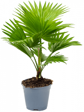 Livistona rotundifolia 4 buc/set 50 cm [1]