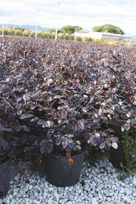 Plante Naturale - Loropetalum Chinense Fire Dance