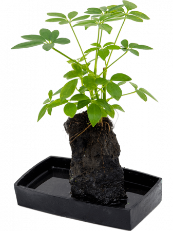 Plante Naturale - Lova schefflera 40 cm