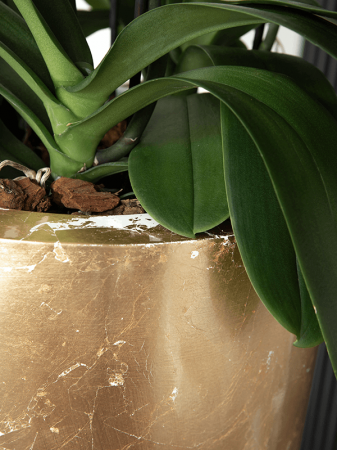 Ghiveci LUXE LITE GLOSSY alb-auriu 35 x 75 [2]