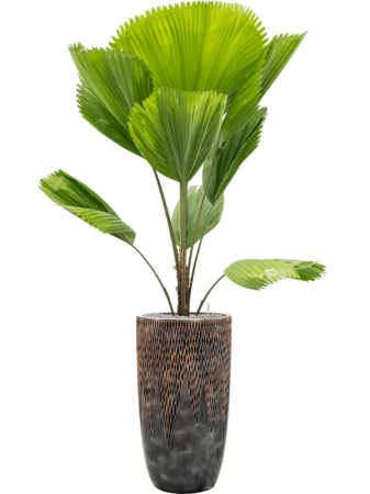 Ghiveci LUXE LITE UNIVERSE COMET bronz 38 x 69 [1]